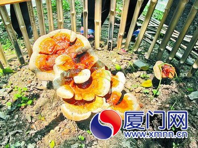 “靈芝”的正面。