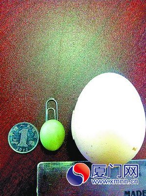 一個(gè)雞蛋竟比一枚一角硬幣還小