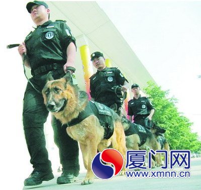 特警支隊(duì)的警犬隊(duì)參與安保巡邏