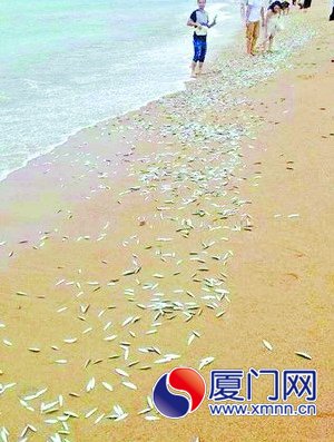 魚群沖上海灘