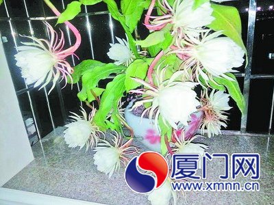 　　居民家中怒放的曇花。