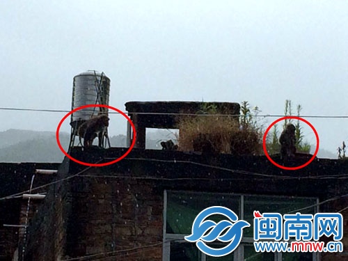 見(jiàn)到民警后，兩只猴子跑到樓頂，玩起了捉迷藏
