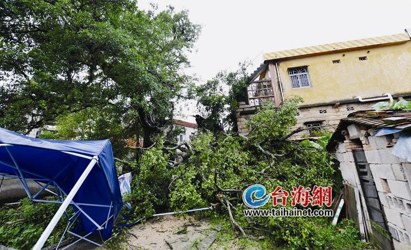 同安一棵260年榕樹難抵臺(tái)風(fēng)