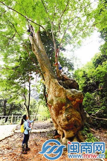 龍巖評選第二批“古樹王”