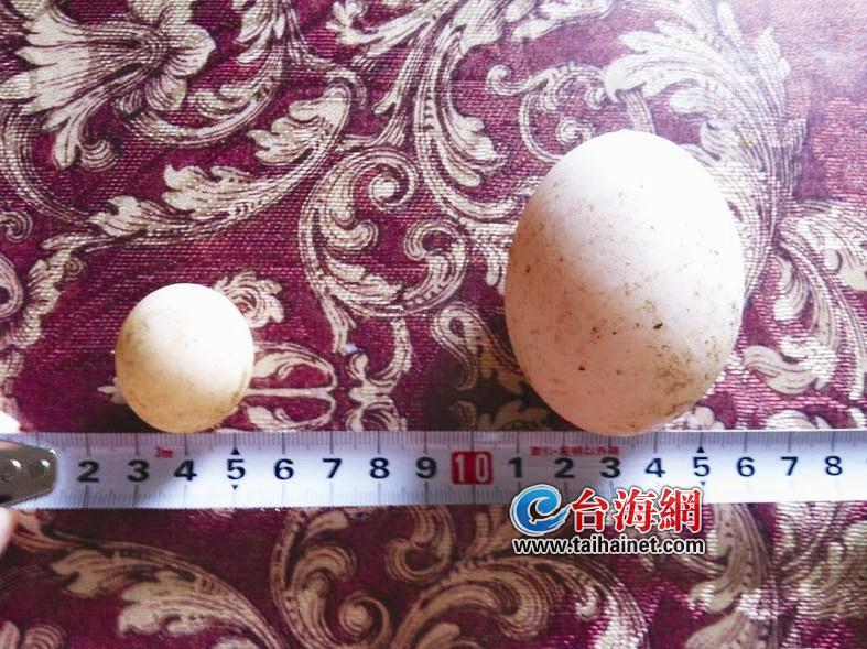 “袖珍”鴨蛋！
