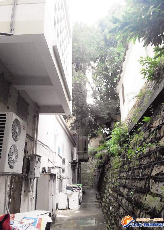 大樹緊貼東方牡丹園居民樓，杏林街道稱將改造