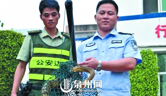 蛇長(zhǎng)2米有余，皮色斑斕鮮艷，無(wú)毒