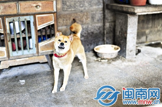 看到記者的相機(jī)，這只咬傷小夢(mèng)的黃狗，露出尖牙，看