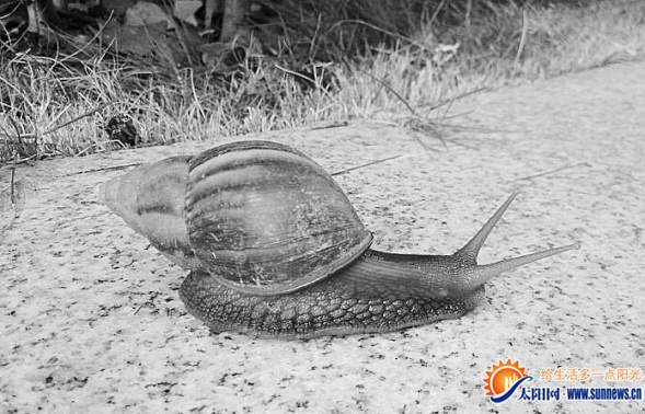 巨型蝸牛身長近十厘米