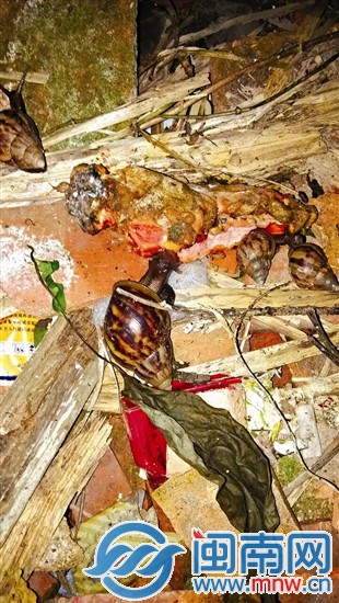 數(shù)只非洲大蝸牛出現(xiàn)在廢墟中