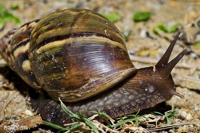 非洲大蝸牛