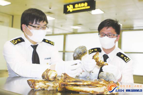 廈門高崎機(jī)場(chǎng)海關(guān)首次查獲美洲豹皮骨