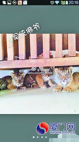微博上流傳的小老虎照片