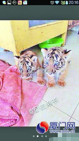 可愛(ài)的小老虎，不是你想養(yǎng)就能養(yǎng)