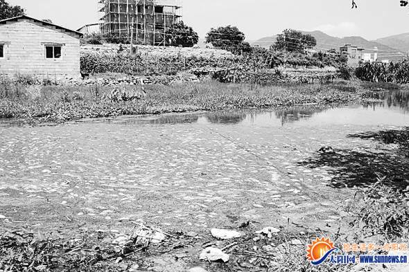 暴曬下，死魚已經(jīng)開始腐爛