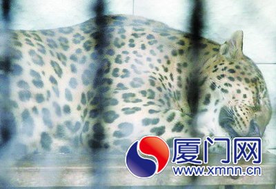 花豹熱得受不了，動(dòng)物園噴霧進(jìn)行降溫