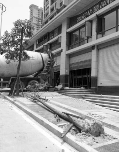 綠化樹倒半個月無人“扶”