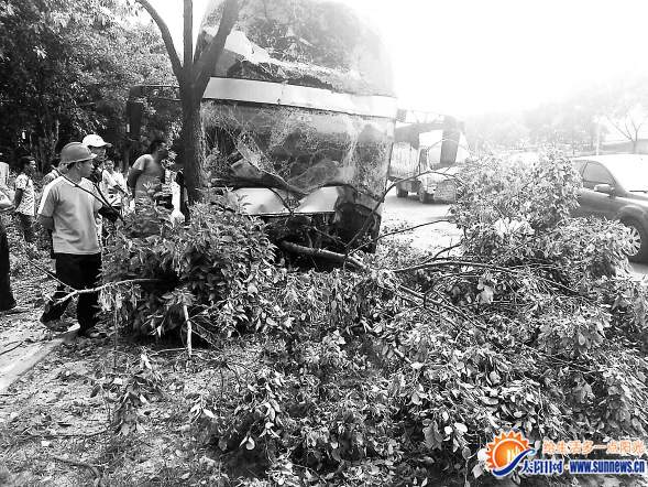 大巴撞倒四棵樹