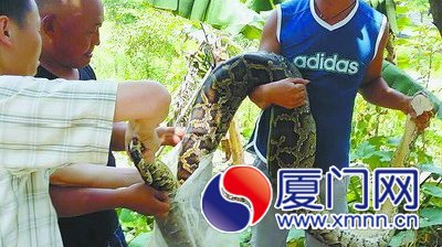 40多公斤的蟒蛇偷雞時被困