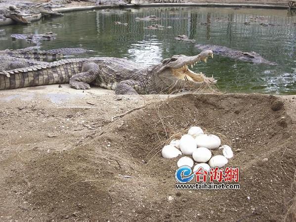 廈門開賣鱷魚蛋