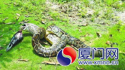蟒蛇出洞生吞4只活雞
