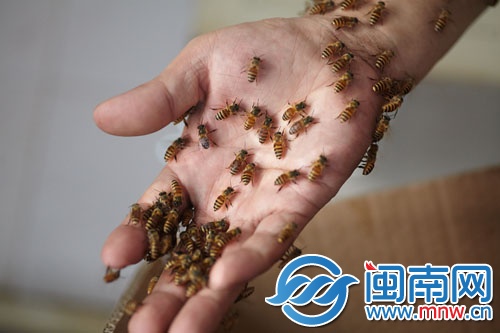 蜜蜂附在黃師傅的手上，他反復(fù)尋找蜂王