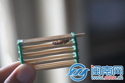 將蜂王關(guān)進(jìn)“王籠”，放進(jìn)蜂群中引誘其他蜜蜂