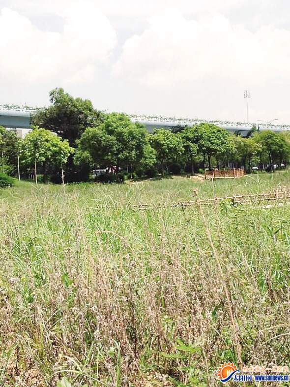 忠侖公園薰衣草被烤爛