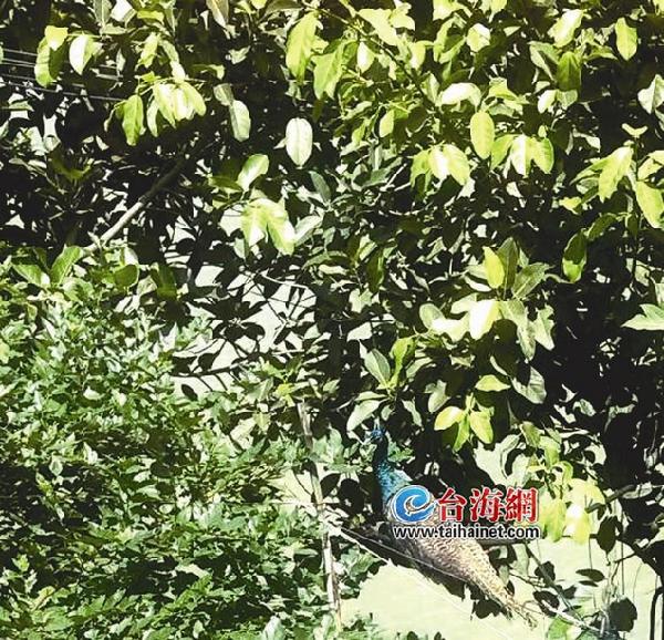 廈門一小區(qū)公園驚現(xiàn)美麗孔雀