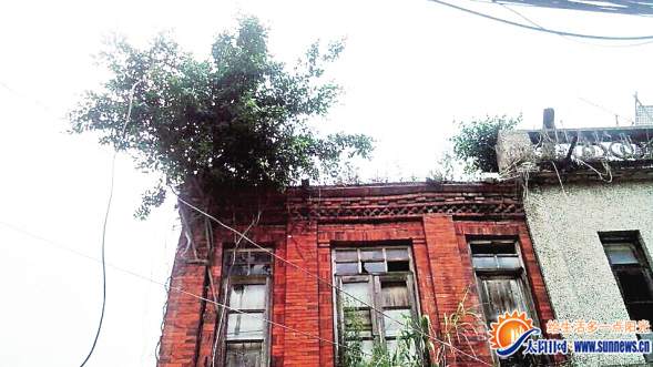 榕樹長屋檐上像遮陽傘 居民覺得吉祥