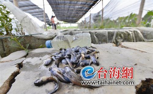 10萬牛蛙蝌蚪慘死