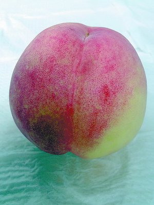 廈門精品水蜜桃