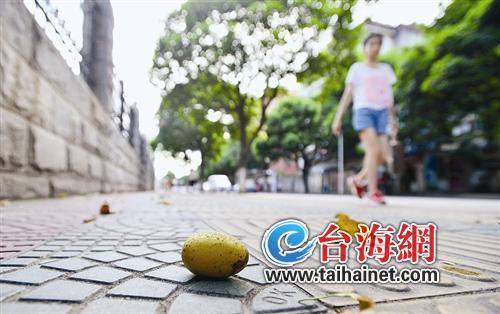 路邊芒果樹的芒果熟了