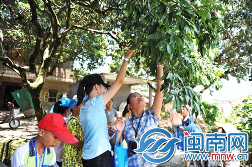 小記者三五成群，男生上樹(shù)摘，女生則在樹(shù)下伸長(zhǎng)胳膊摘