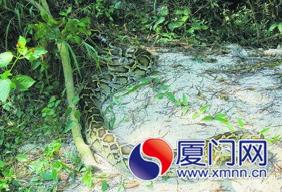蟒蛇深夜出來“尋夫”