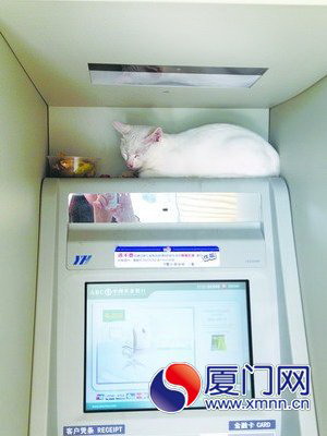 小貓一直窩在銀行