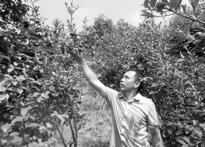 郭建遠(yuǎn)觀察油茶果，對(duì)今年的長(zhǎng)勢(shì)很滿意。