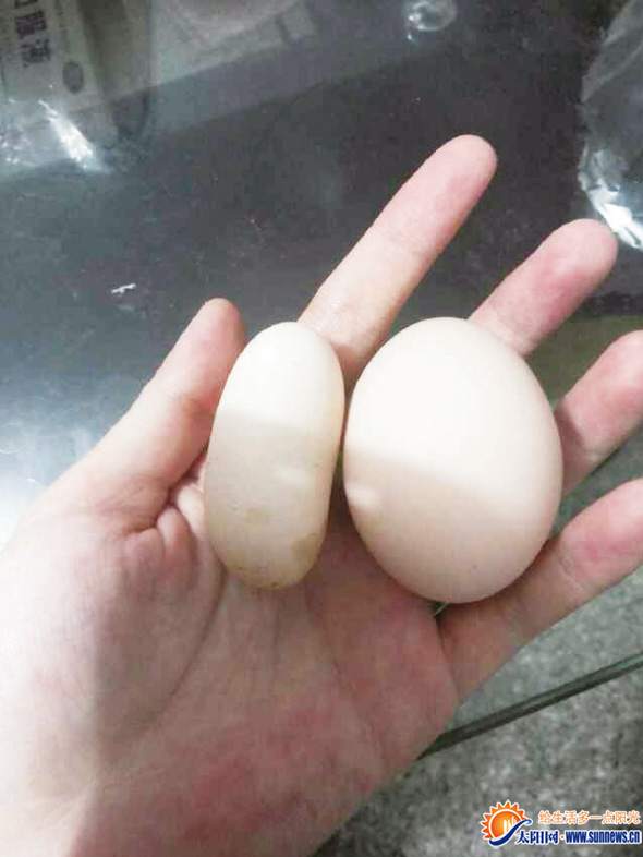 奇葩雞蛋(左)和正常雞蛋對(duì)比