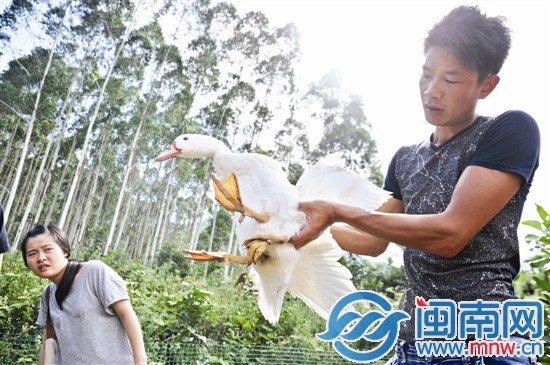 厝邊來看稀奇，因為它長了“三腿四爪”