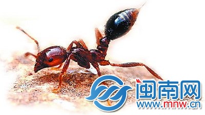 紅火蟻尾部有螫針