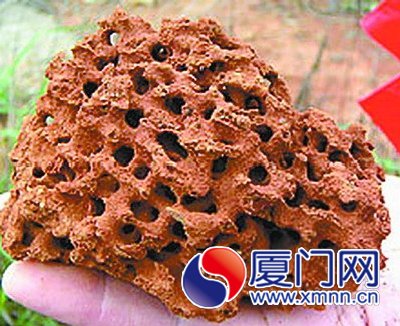 紅火蟻對(duì)農(nóng)田、堤壩等破壞嚴(yán)重