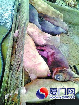 豬是被雷電劈死的