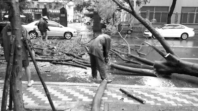 園林工人正在鋸市體育館前倒下的樹（市政局供圖）。